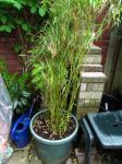 Fargesia Nitida in new pot 