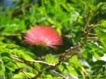 Calliandra haematocephala or red Powderpuff Calliandra haematocephala or red Powderpuff