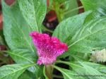Celosia