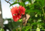 Butterfly feasting on Hibiscus nectar