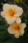 Daylily