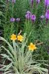 Daylily  "GOLDEN ZEBRA"  and Liatris