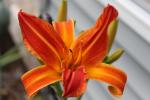 Daylily  "Godzilla"