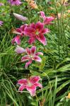 Stargazer lilys