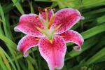 Stargazer lily