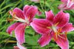 Stargazer lilys