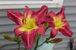 Daylily   "LAST BUTTERFLY"