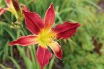 Daylily  "EL GLORIOSA"