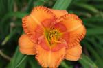 Daylily  "FESTIVE FALL"