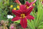 Daylily