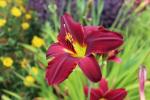 Daylily...