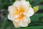 Daylily  "BROOKWOOD VALLIE SHARP"