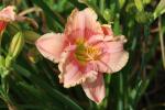 Daylily..."Janice Brown"