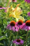 Coneflowers and daylily...