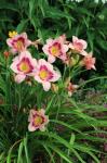 Daylilys