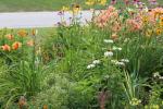 Coneflowers, lilys, daylilys