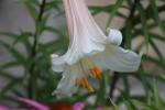 Trumpet Lily