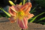Daylily