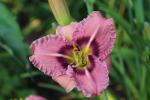 Daylily...