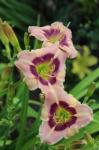 Daylilys