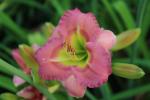 Daylily...